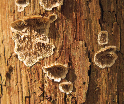 Trametes villosa