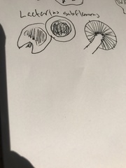 Lactarius subflammeus