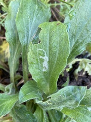 Scaptomyza graminum