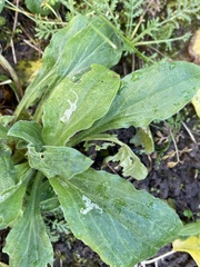 Scaptomyza graminum