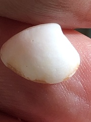 Transennella conradina