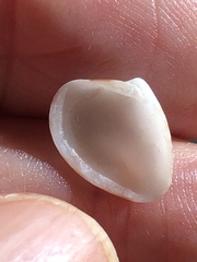 Transennella conradina