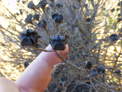 Lampranthus stipulaceus