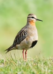 Oreopholus ruficollis