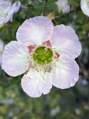 Leptospermum rotundifolium