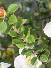 Leptospermum rotundifolium