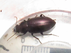 Notiobia cupripennis