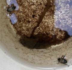 Strigoderma sulcipennis