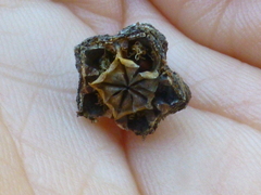 Lampranthus stipulaceus