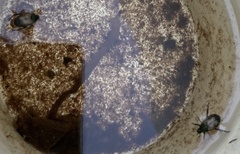 Strigoderma sulcipennis