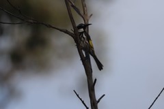 Phylidonyris niger gouldii