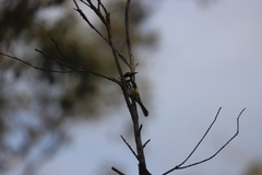 Phylidonyris niger gouldii