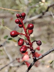 Erythrostemon melanadenius
