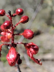 Erythrostemon melanadenius
