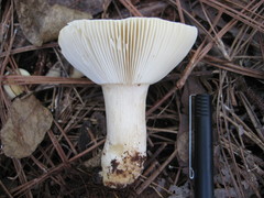Russula perlactea
