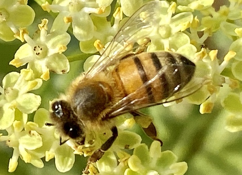 iNaturalist observation photo of Western Honey Bee