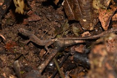 Echinosaura