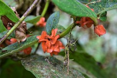 Columnea herthae