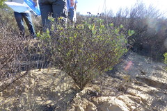 Lampranthus stipulaceus