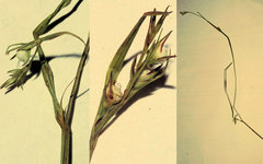 Scleria muehlenbergii