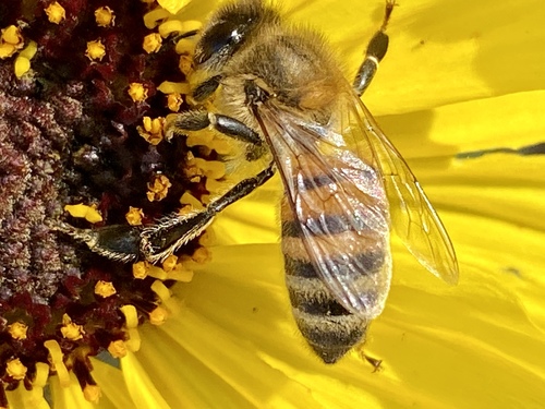 iNaturalist observation photo of Western Honey Bee
