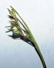 Scleria muehlenbergii