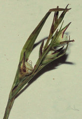 Scleria muehlenbergii