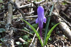 Crocus vernus