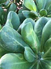 Cucumber mosaic virus