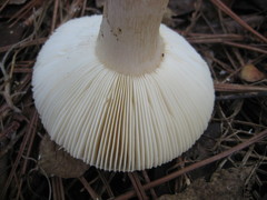 Russula perlactea