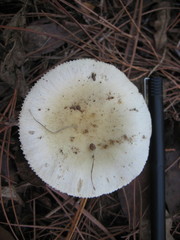 Russula perlactea