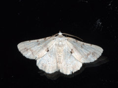 Aeolochroma quadrilinea