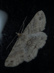 Scioglyptis lithenopa