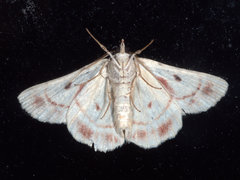 Aeolochroma quadrilinea