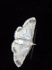 Scioglyptis lithenopa