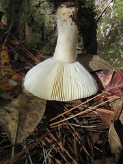 Russula perlactea