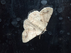 Aeolochroma quadrilinea