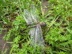 Rhionaeschna absoluta