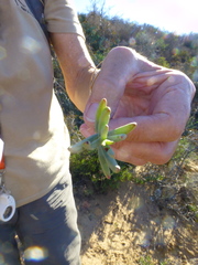 Lampranthus stipulaceus