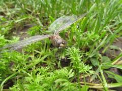 Rhionaeschna absoluta