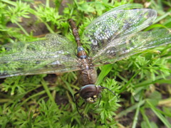 Rhionaeschna absoluta
