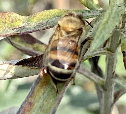iNaturalist observation photo of Western Honey Bee