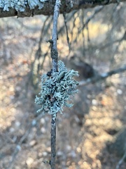 Pseudevernia furfuracea