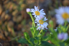 Olearia rudis