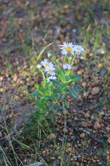 Olearia rudis