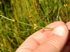Ephedra triandra