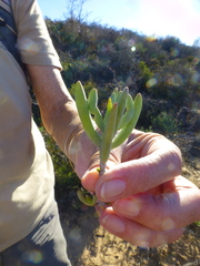 Lampranthus stipulaceus