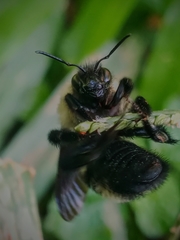 Bombus brasiliensis
