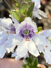 Prostanthera saxicola montana