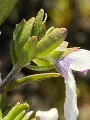 Prostanthera saxicola montana
